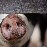 Pigs Win a Big One Over Corporate Hoggishness