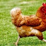 The Motown Supremes, Chicken Supreme... But the Supreme Court?