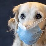 Why the GOP is Becoming a Clique of Rabid Political Veterinarians
