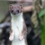A Supreme Court of Ethical Weasels