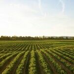 Is Ag Secretary Brooke Rollins Brilliant ... Or What?