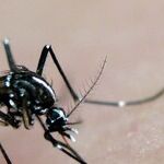Diseases Cross Open Borders