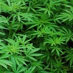 Sessions' Doomed War on Pot