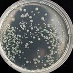 If You Share Your DNA, Should You Expect Privacy?