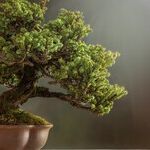 Should Judges Act as 'Potted Plants' or Active Reformers?