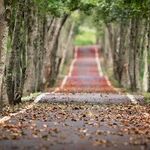 Make Your Own Way