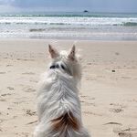 Dog Days of Summer