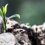Focusing on Creation