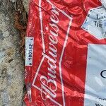 Have an American Beer, You Sap!