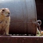 Groundhog of Eden