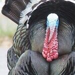 Pardon My Turkey