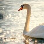 Swan Lake