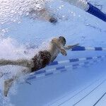 Swimming To Ukraine