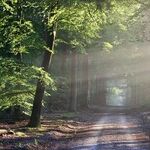 Trees and iPhones