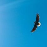 Where Eagles Dare