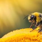 How To Tell If You're a Gay Communist Bee-Loving Crybaby