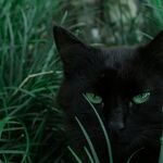 Cats and Self-Interest
