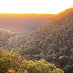 Dogtown, Arkansas
