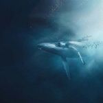 The Silence of the Whales