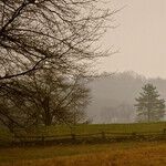 Country to Confederacy: Be Gone With the Wind