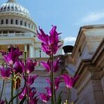 A Love Lost: The Senate and Me