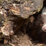 Biden Needs to Keep Away Skunks and Mobs