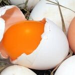 Trump Pecked and Plucked, Feather by Feather