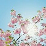 Cherry Tree Therapy for the House GOP?
