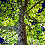 Fruit of the Poisonous Tree