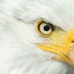 What if Liberty Is Attached to Humanity?