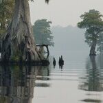 Filling the Swamp