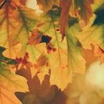 An Unhappy Thanksgiving