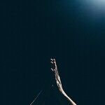 Politics as Religion