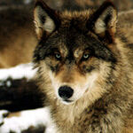 It's Time for States to Manage Wolf Populations
