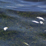Red Tide's an Enduring Phenomenon