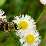 The Bees or Not the Bees