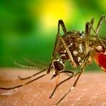 Mosquitoes Breed, Zika Looms, Congress Dithers