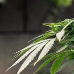 Big Marijuana May Learn a Hard Lesson in Colorado