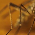 Zika Becomes a Congress-Borne Disease