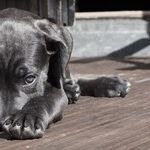 Controversy Swirls When Animals are used in Research