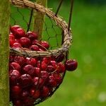 Price Controls Not a Bowl of Cherries