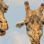 Goodbye to Circuses. Are Zoos Next?