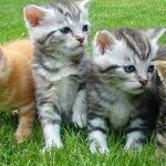 Our View: Hoarding Involving Animals Deserves Attention