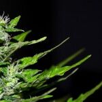 Allow States to Decide Marijuana Legalization for Themselves