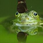 The Supreme Court, a Frog and Government Overreach