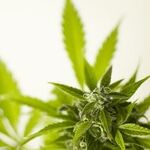 Federalism Solution for Marijuana