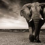 Trump Should Restore Ban on Importing Elephant Trophies