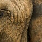 Trump Should Ban the Import of Elephant Trophies