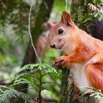 Short Takes on Squirrels, Coaches, Bullies and (Prison) Bars