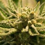 Injustice in the War on Pot